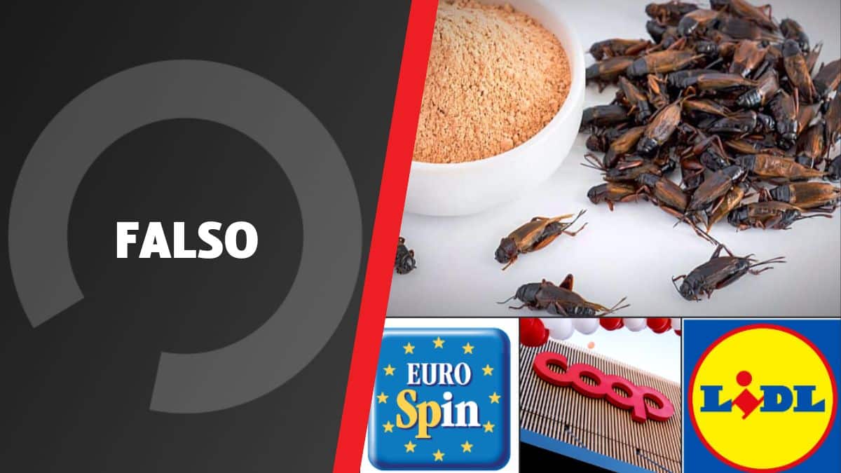 insetti lidl eurospin coop.jpg