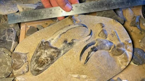 Trovata la chela di granchio fossile più grande di sempre 1 largest ever fossil crab claw l 1 500x281.jpg