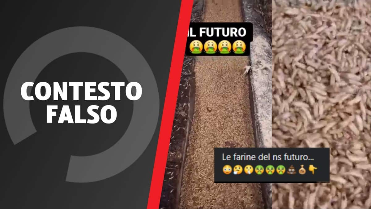 No! In questo video non ci sono sono larve da farina, ma esche da pesca 1 larve.jpg