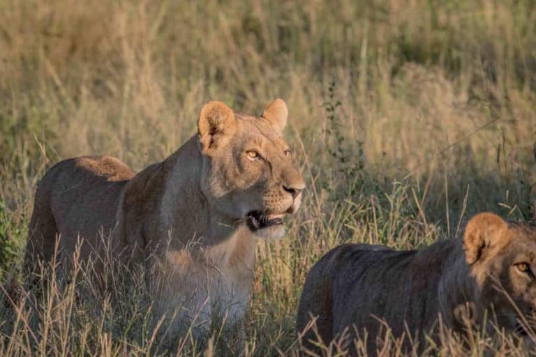 lions.jpg