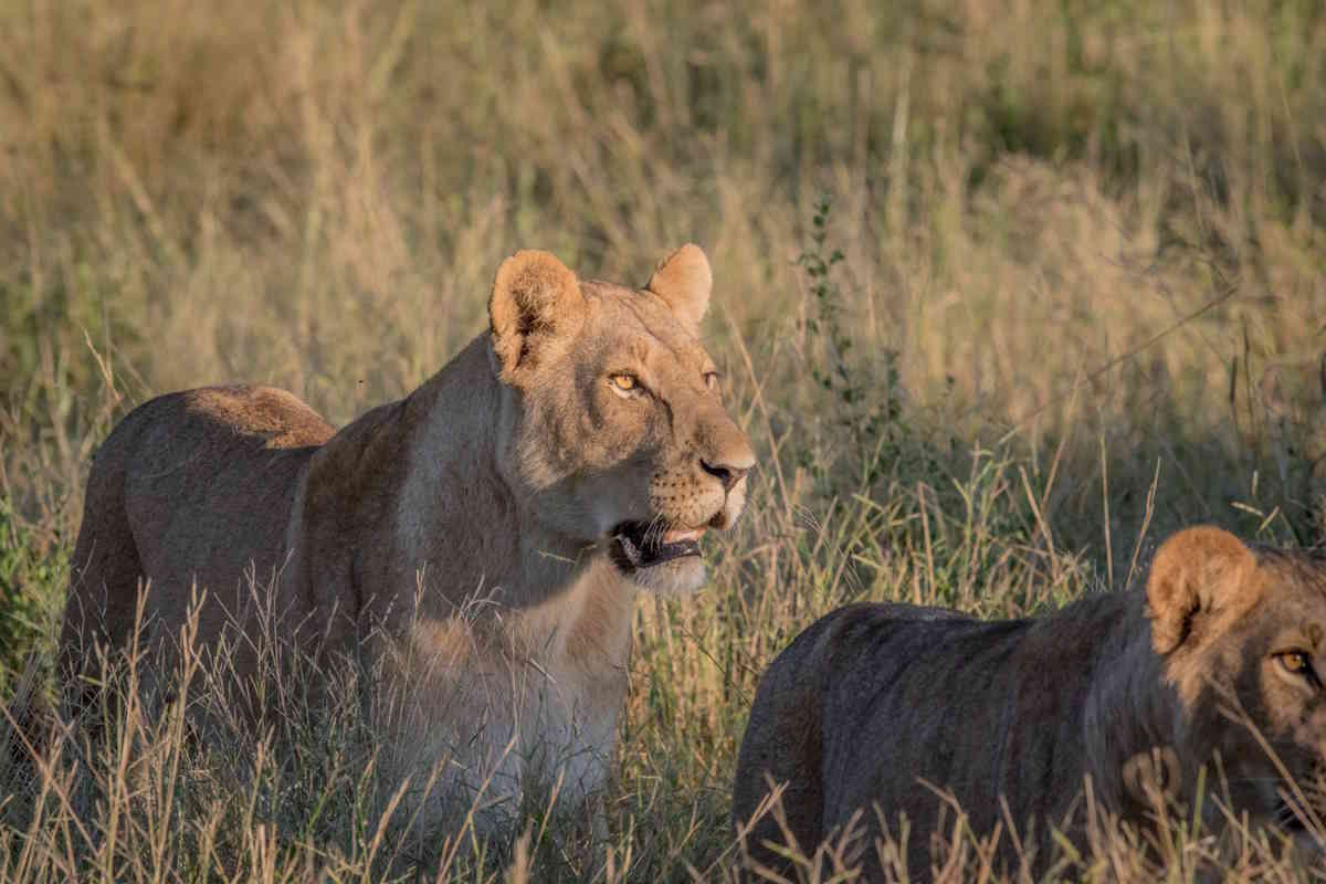 lions.jpg