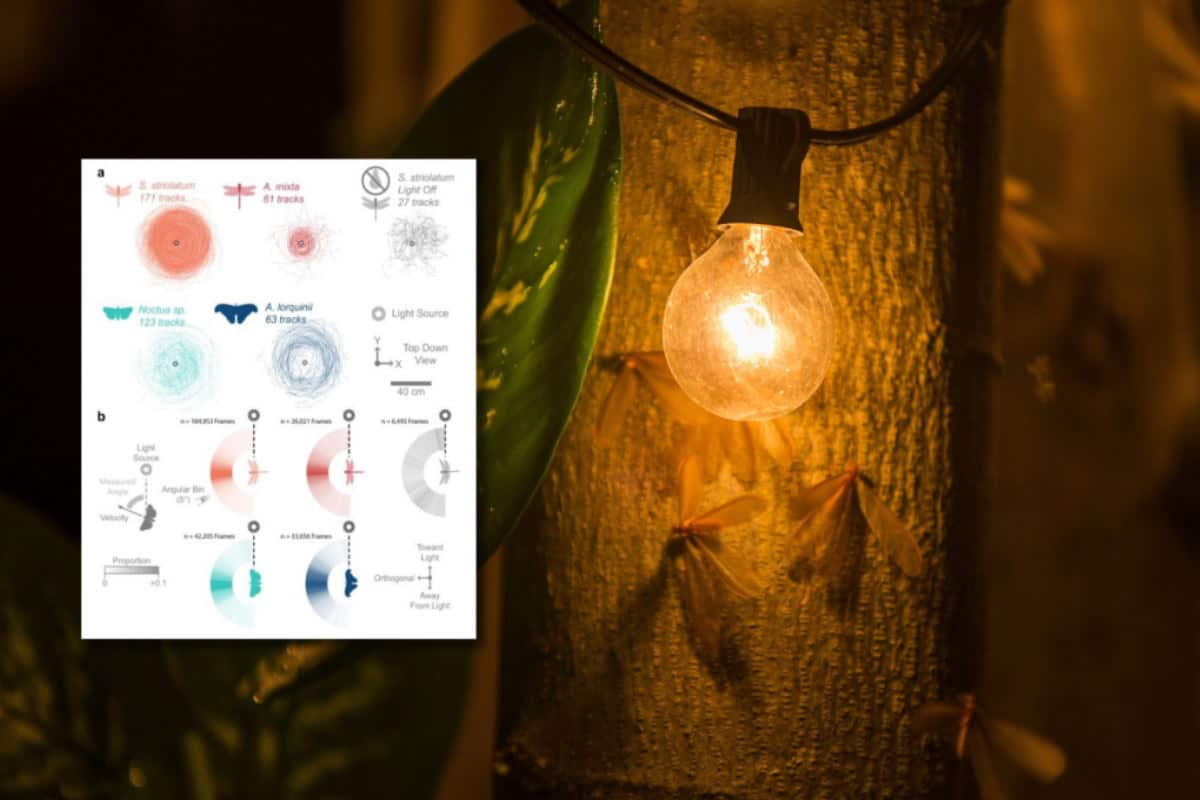 luce insetti.jpg