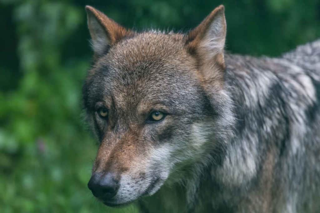 lupo 1.jpg