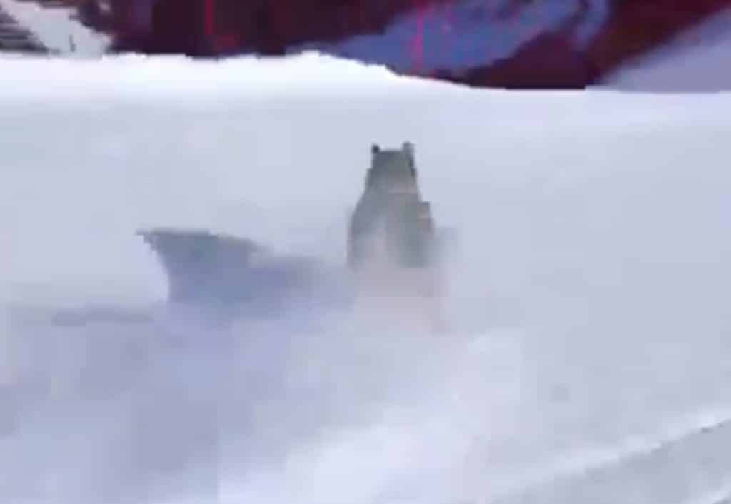 lupo dolomiti.jpg