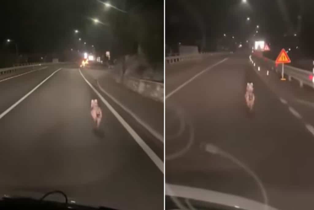 lupo inseguimento.jpg