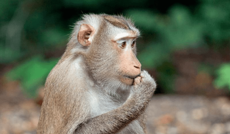 macaque m.png