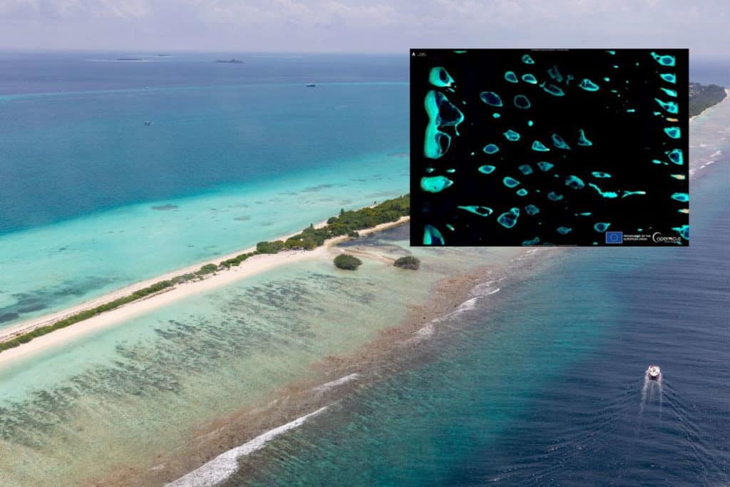 maldive coralli.jpg