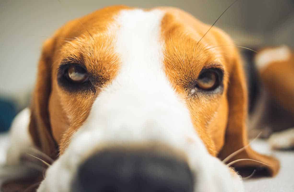 muso del cane.jpg