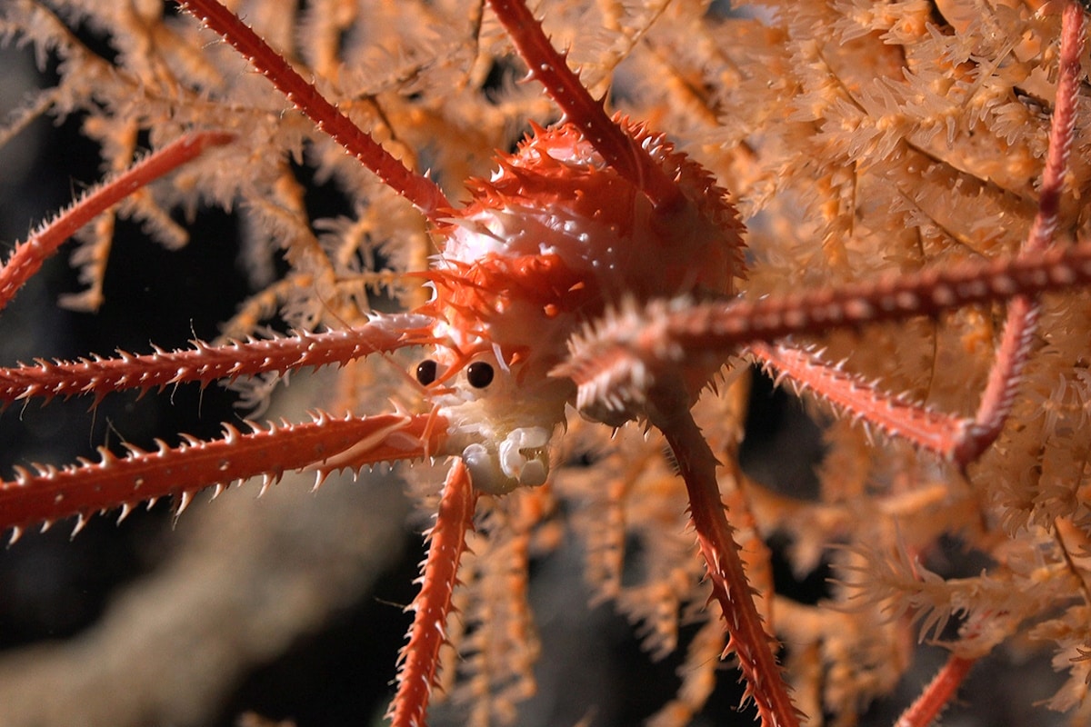nuove specie montagne sottomarine cile.jpg