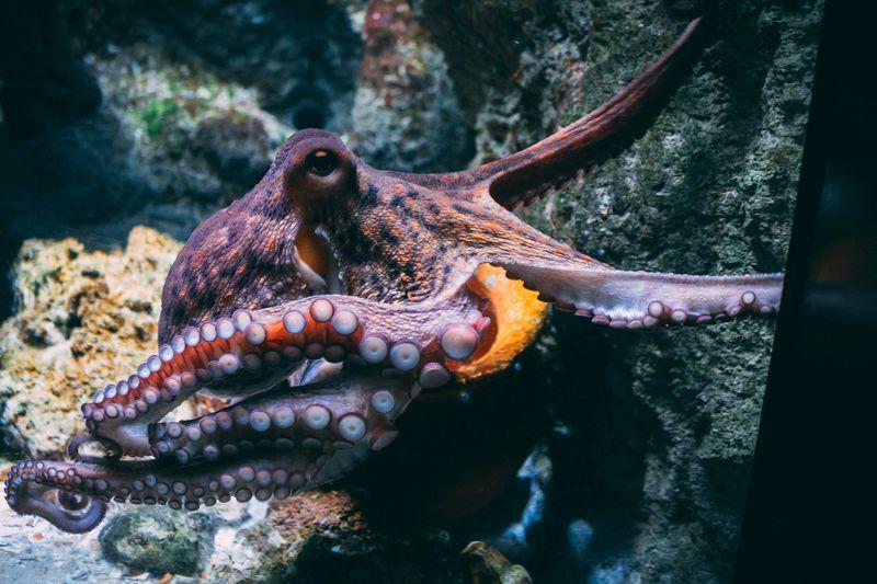 octopus m.jpg