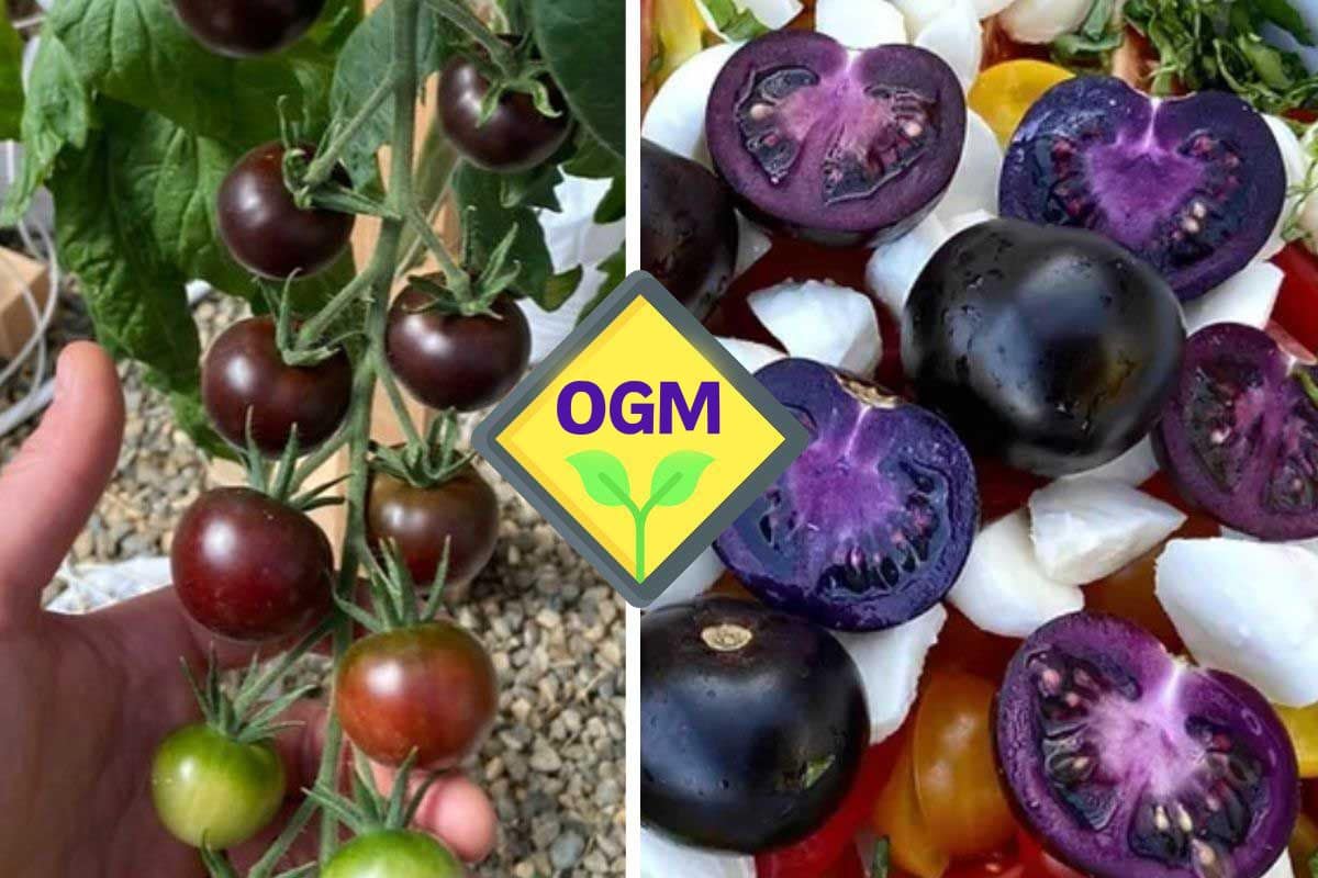 ogm pomodoro viola.jpg