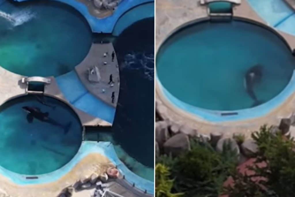 orca.jpg