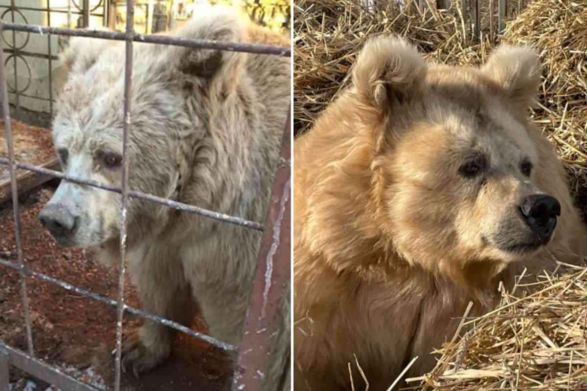 Dopo 20 anni in una gabbia di un circo, quest’orsa ritrova la serenità in un santuario 1 orsa.jpg