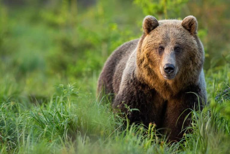 orso.jpg
