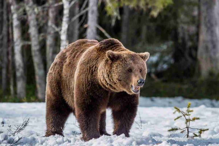 orso bruno.jpg
