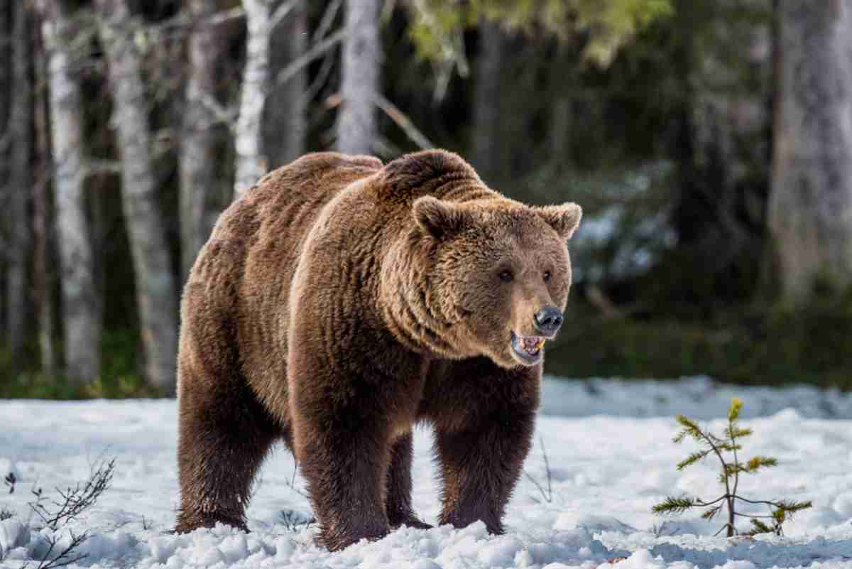 orso bruno.jpg