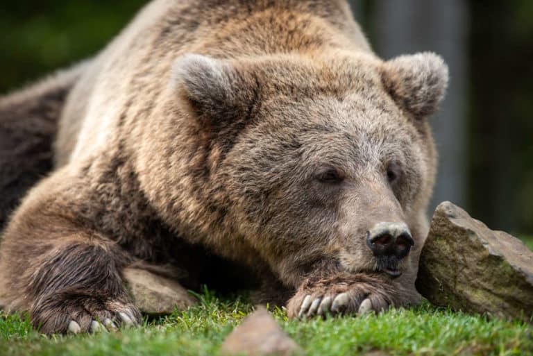 orso ucciso.jpg