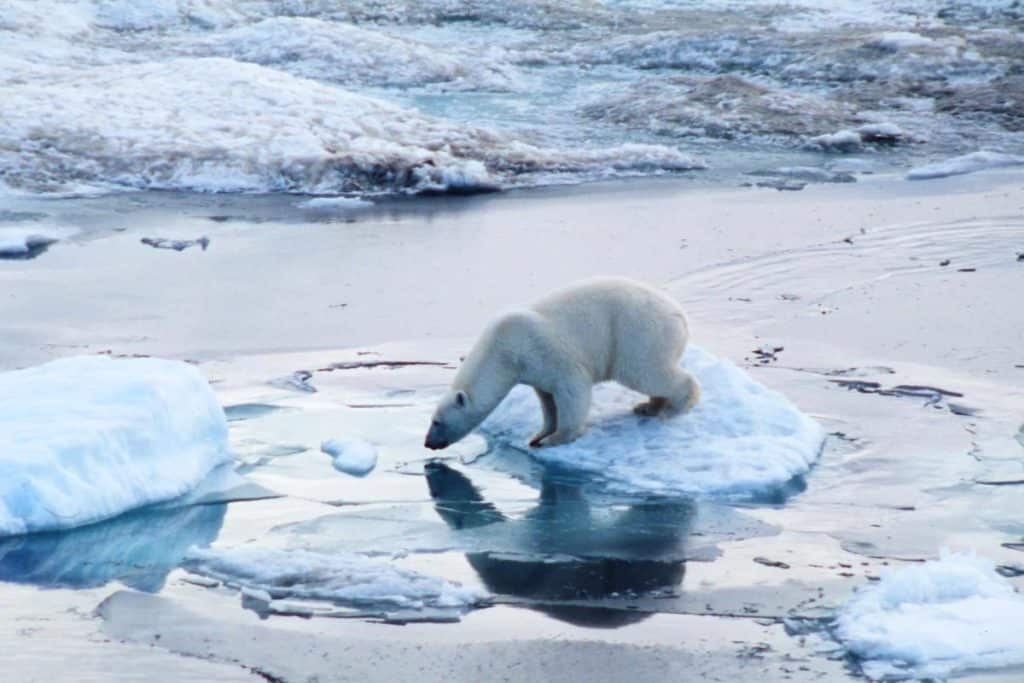 orso polare.jpg