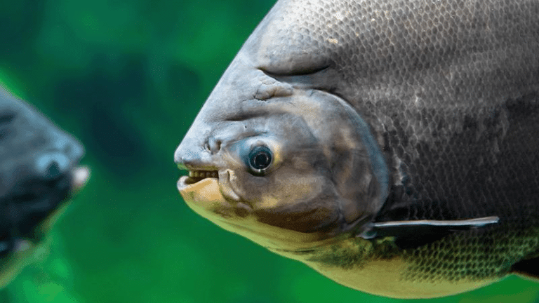 pacu fish m.png