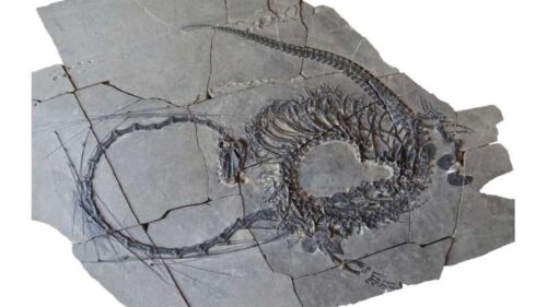 paleontologists discov 1 500x281.jpg