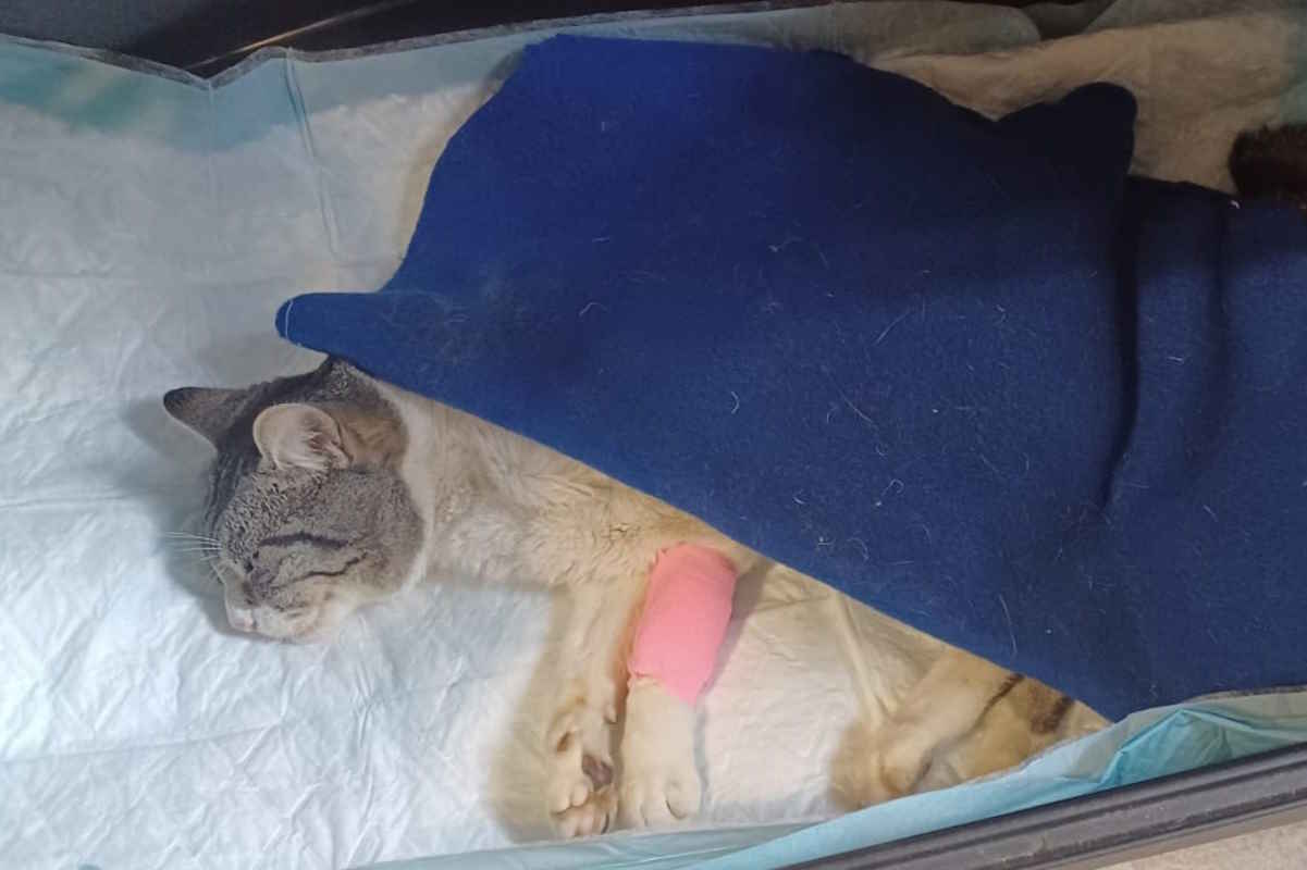 Morto Pallino, il gatto a cui avevano sparato con una carabina: un’altra vittima della malvagità umana 1 pallino.jpg