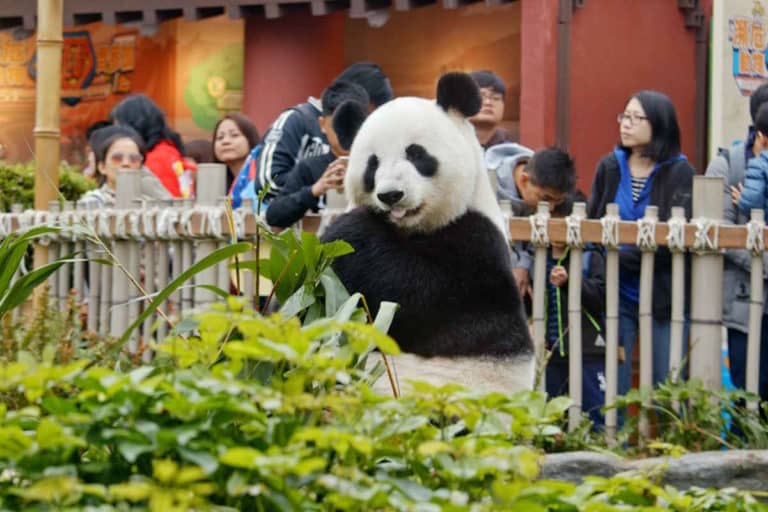 panda zoo.jpg