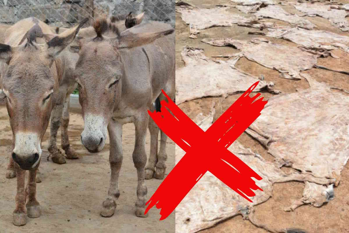 Decisione storica! Stop al crudele commercio di pelle d’asino nell’Unione Africana 1 pelle asini.jpg