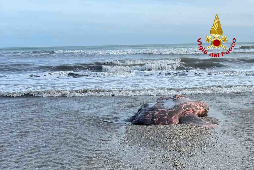 pesce luna.jpg