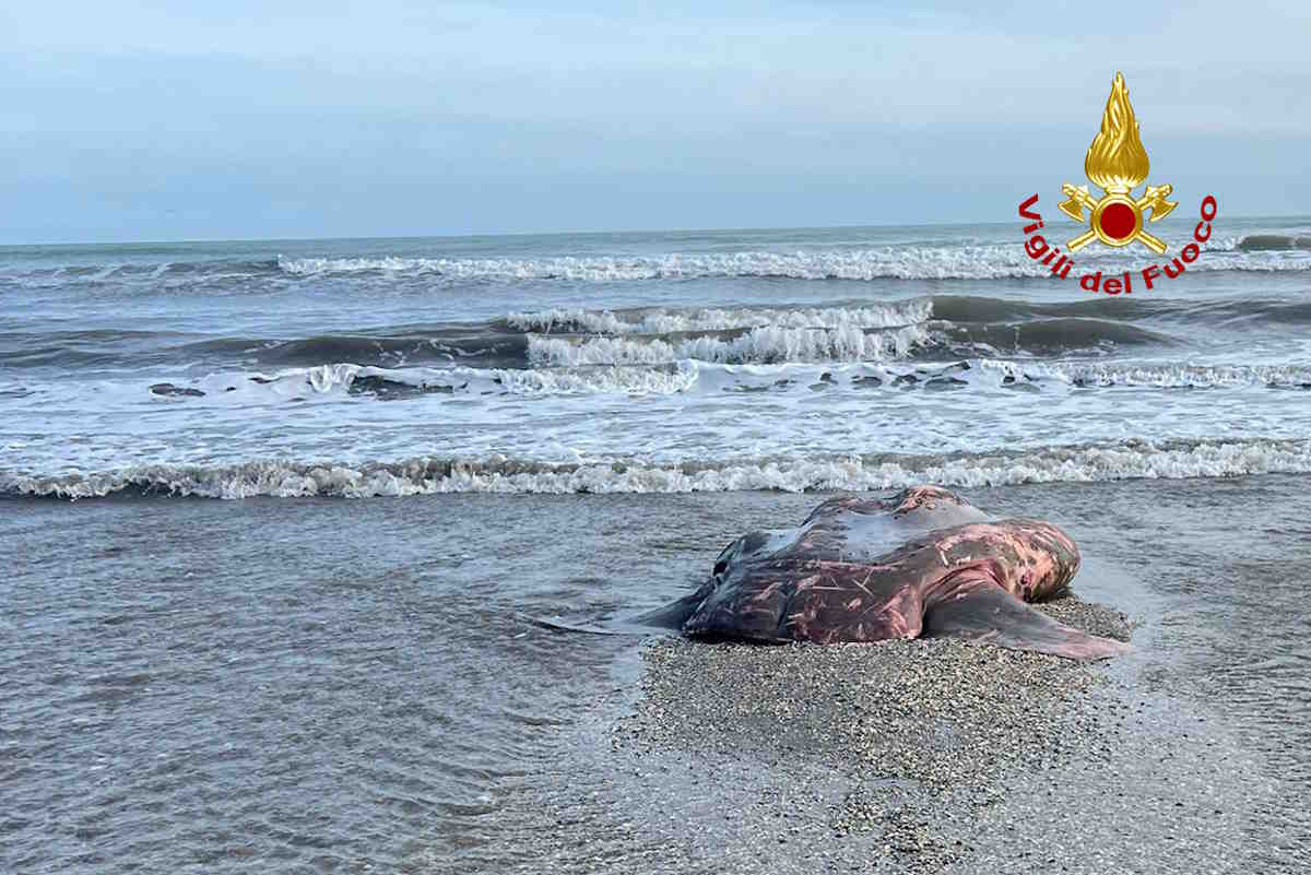 Pesce luna di 10 quintali trovato spiaggiato al Lido di Venezia 1 pesce luna.jpg
