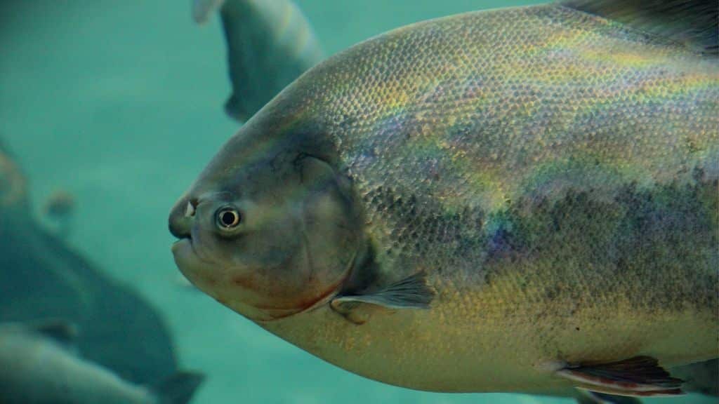 Il mistero del pesce dell’Amazzonia trovato in un lago irlandese 1 pesce.jpeg