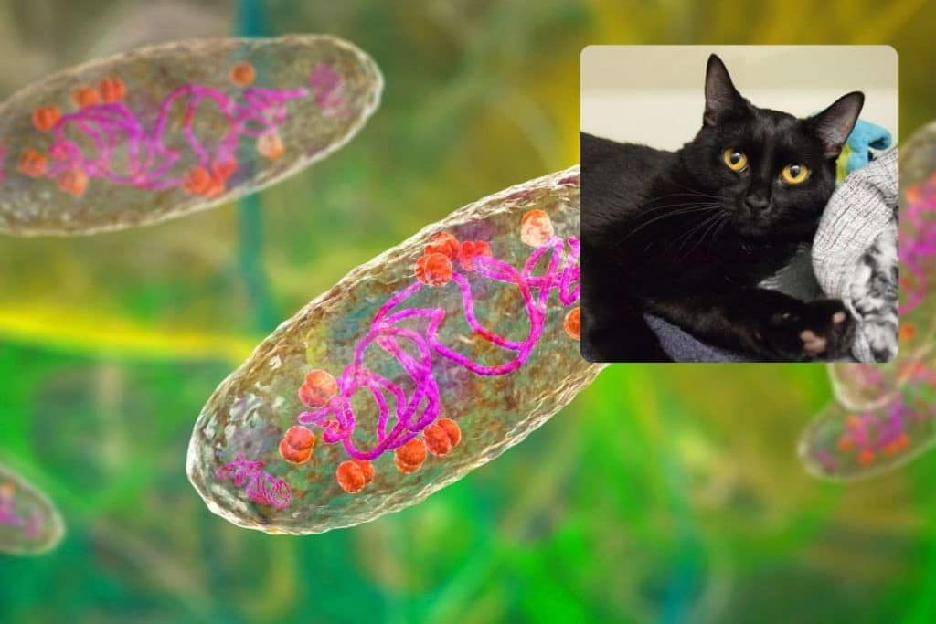 peste gatto.jpg