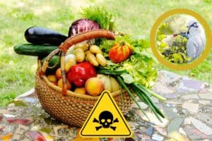 pesticidi cibo ue.jpg