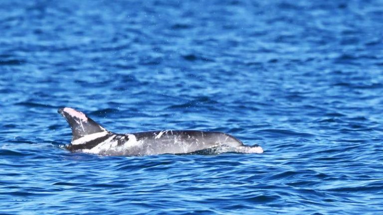 photograph of speckles the piebald dolphin swimming in the water m.jpg