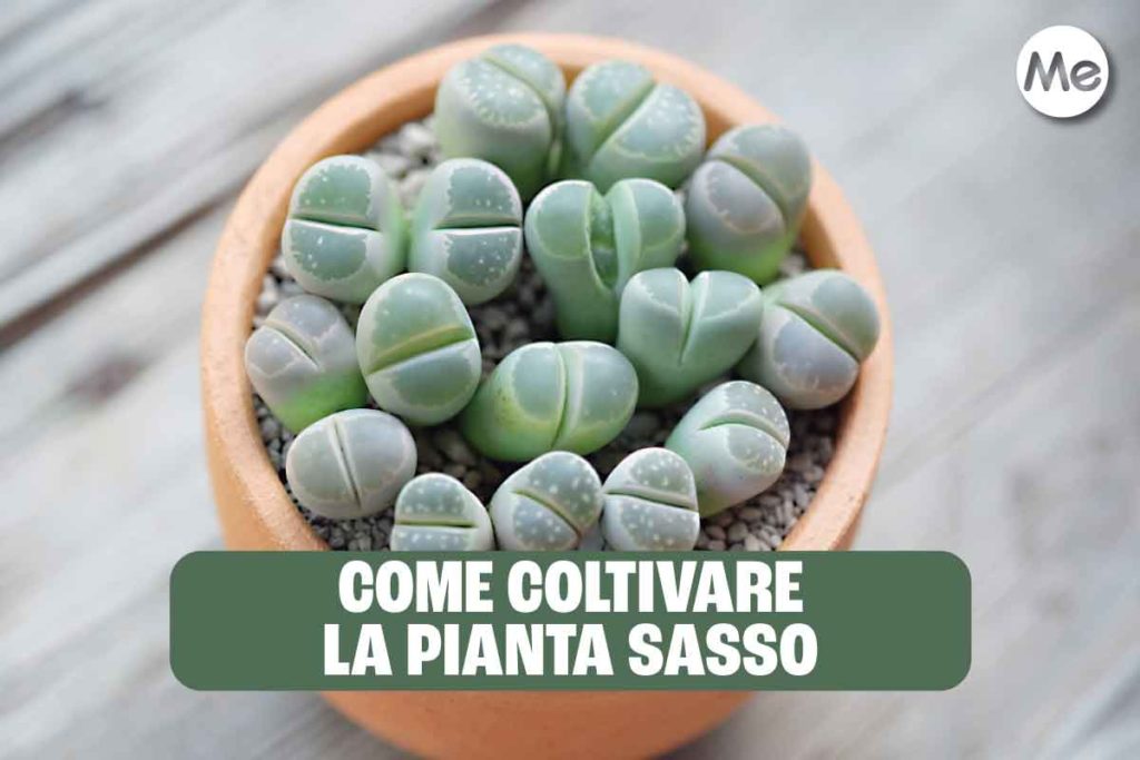pianta sasso.jpg