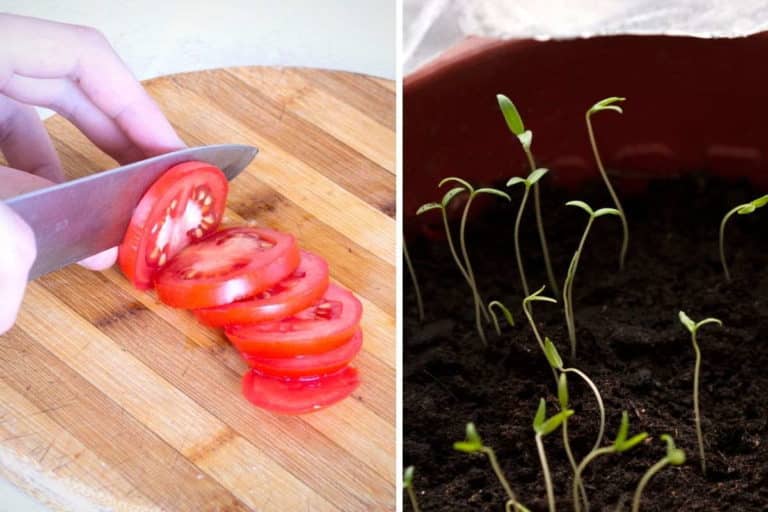 piantine pomodoro da fetta.jpg