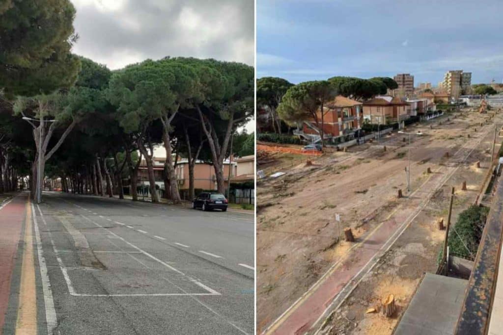 pini tarquinia.jpg