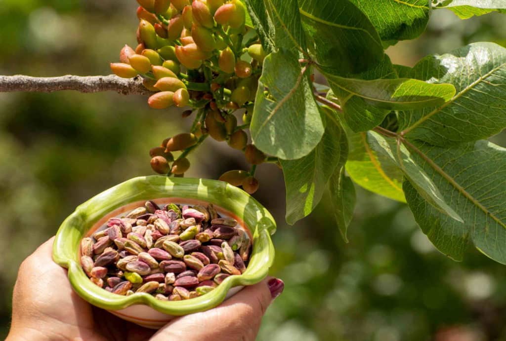 pistacchi bronte.jpg