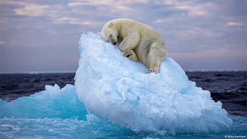 polar bear sea ice m.png