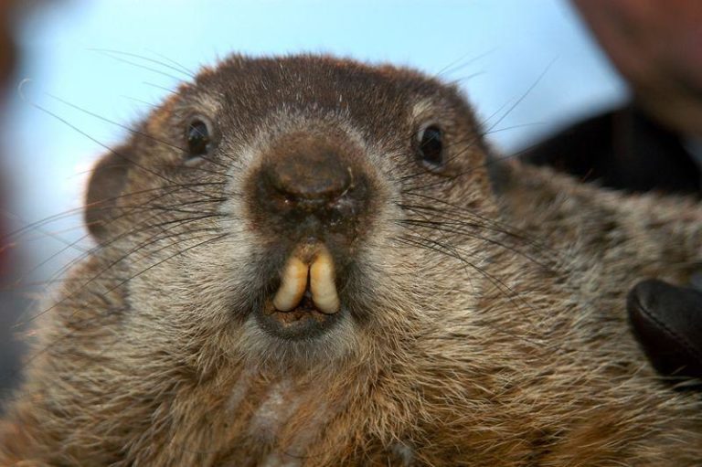 punxsutawney phil m.jpg