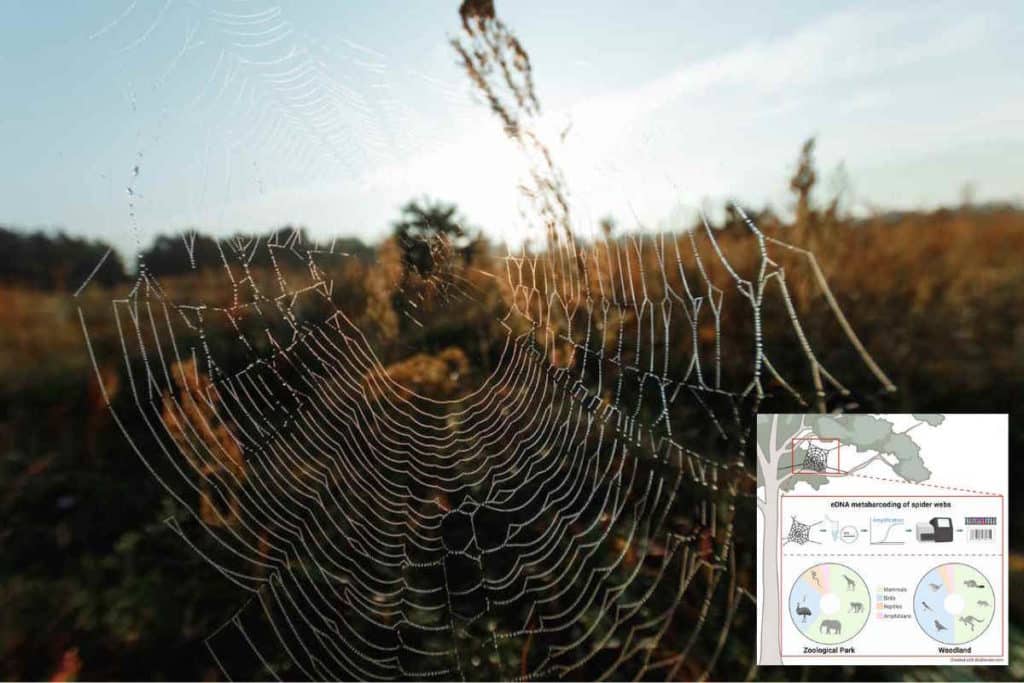 ragnatele.jpg