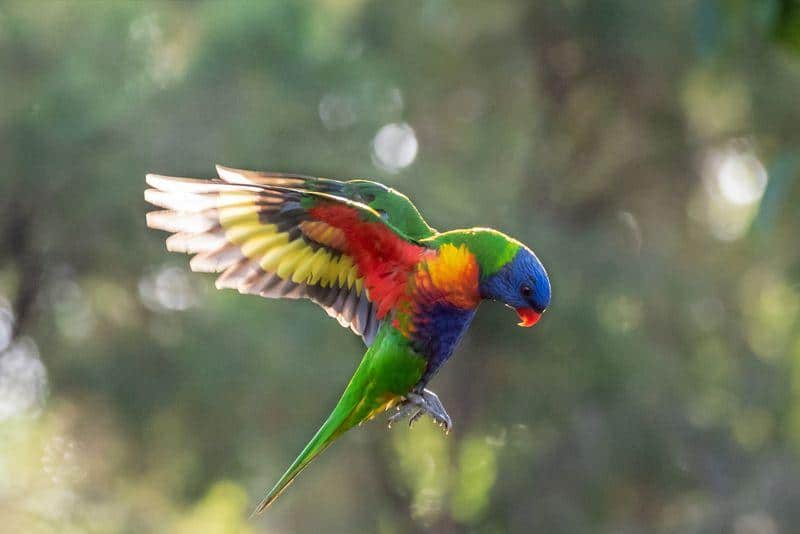 rainbow lorikeet m.jpg