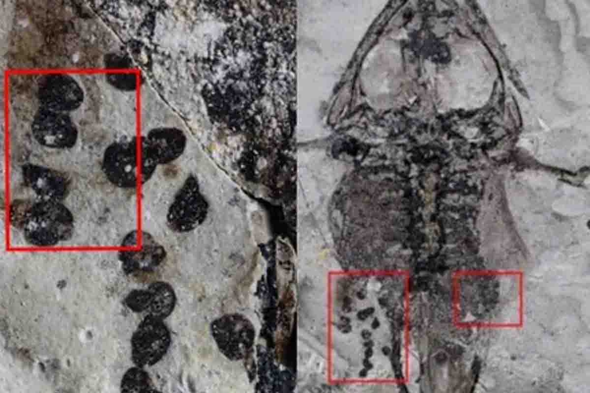 rana fossile con le uova Cretaceo.jpg