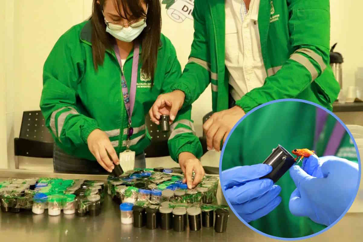 Trovate 130 rane velenose nascoste in una valigia in Colombia 1 rane.jpg