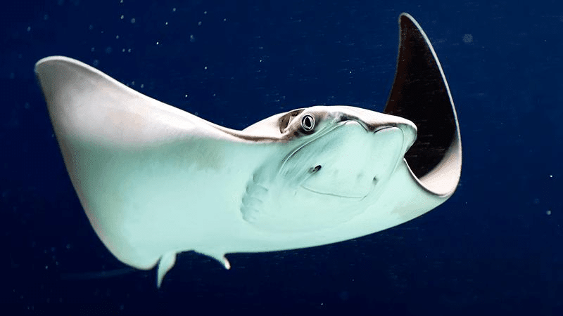 ray m.png