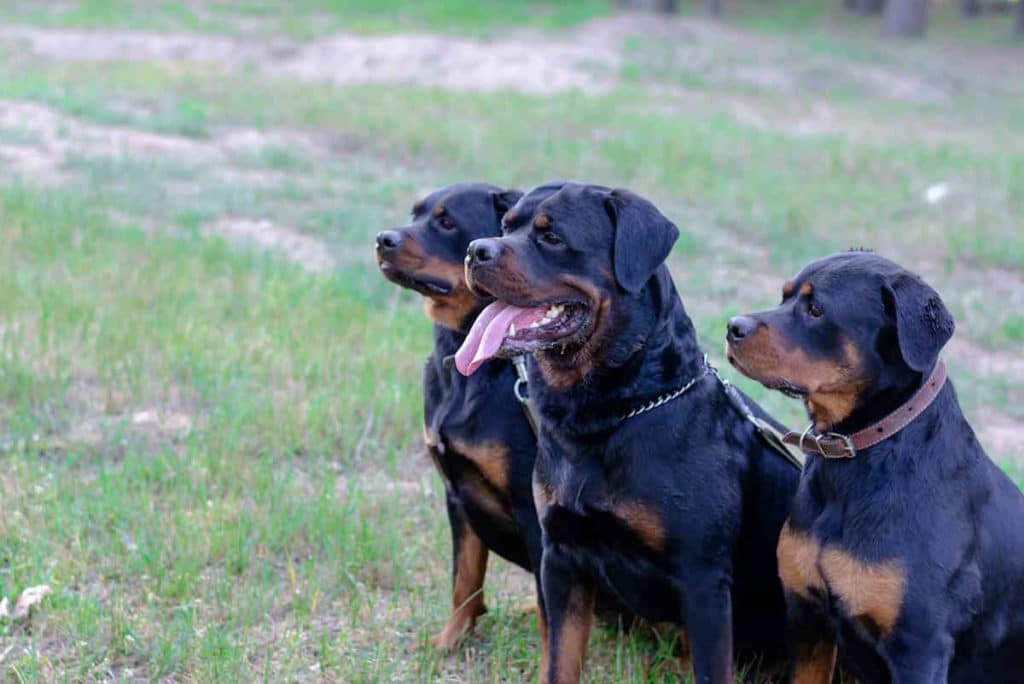 rott.jpg