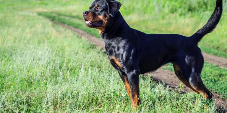 rottweiler roma.jpg