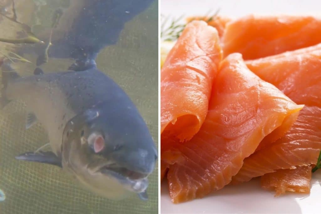 salmone scozzese certificazione bio.jpg