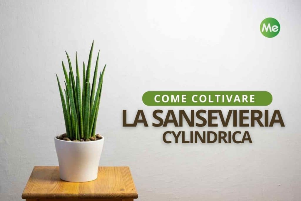 sansevieria cylindrica2.jpg