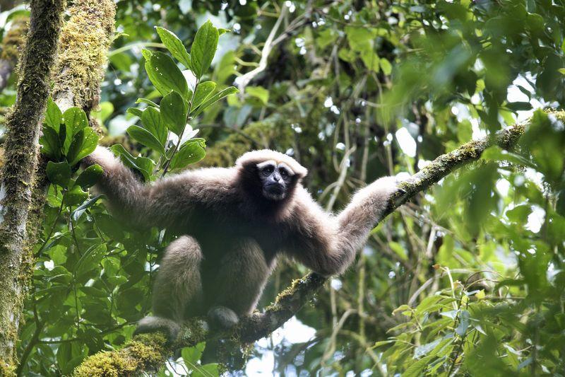 skywalker gibbon m.jpg
