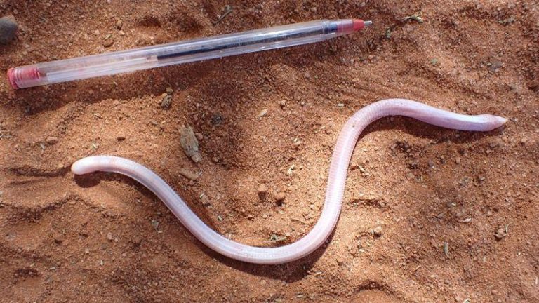 somali sharp snouted worm lizard m.jpg